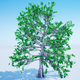 Genetically modified tree